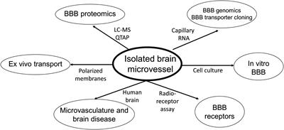 The Isolated Brain Microvessel: A Versatile Experimental Model of the Blood-Brain Barrier